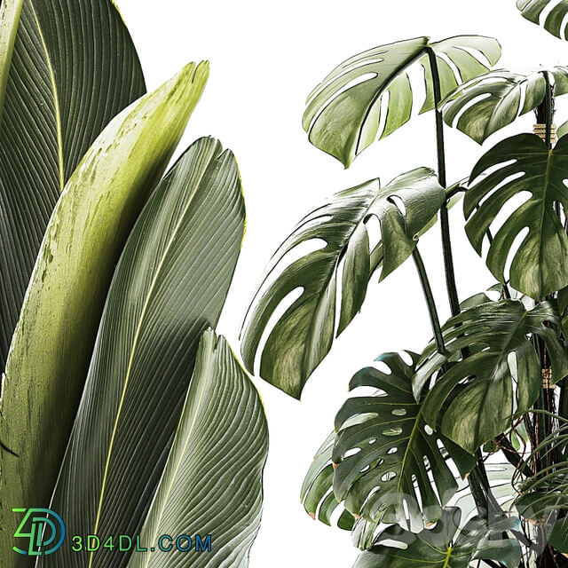 Beautiful plants in pots and flowerpots palm Howea, monstera, Ravenala, Strelitzia, Calathea. set of plants 1320