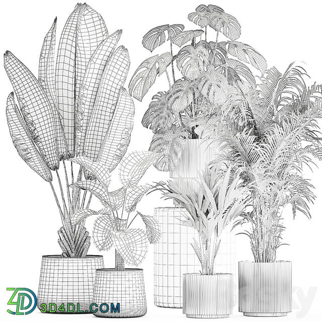 Beautiful plants in pots and flowerpots palm Howea, monstera, Ravenala, Strelitzia, Calathea. set of plants 1320