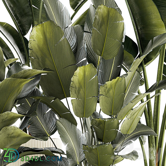 A set of exotic bushes of plants in a flower pot Ravenala, Strelittia, Banana palm. Collection 1327