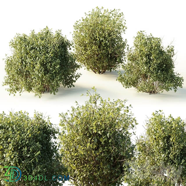 Collection mixed plants bush shrubs set 04