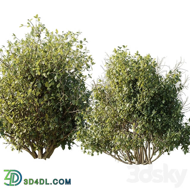 Collection mixed plants bush shrubs set 04