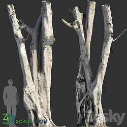 Ficus religiosa Tree Trunk 