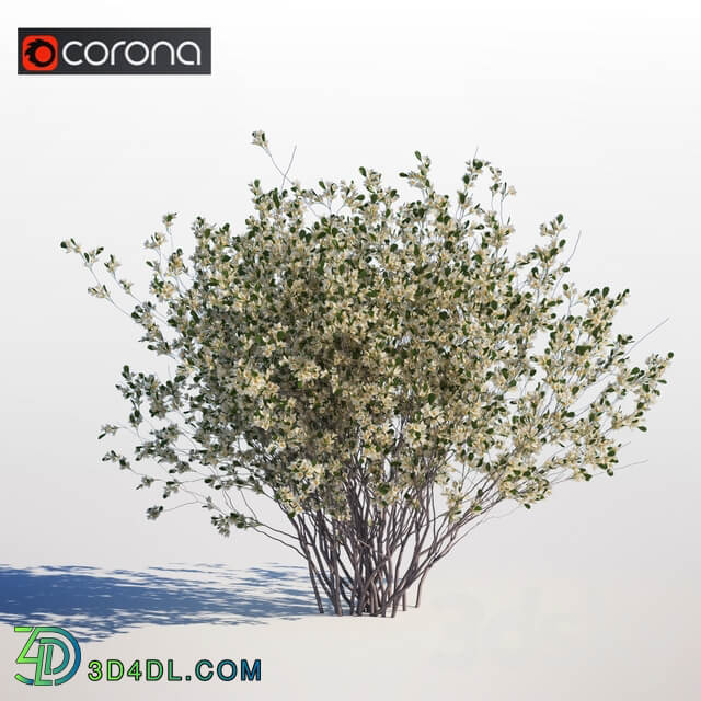 Amelanchier canadensis 3D Models