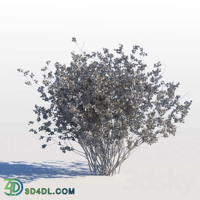 Amelanchier canadensis 3D Models