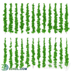Leaves of grapes on the vine Outdoor 3D Models 