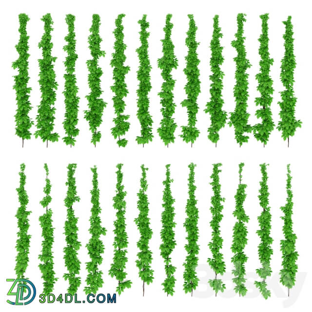 Leaves of grapes on the vine Outdoor 3D Models