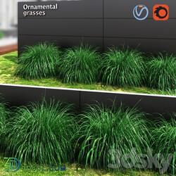 Ornamental grass ball 3D Models 