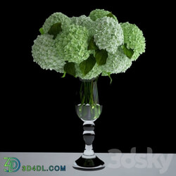 White hydrangea 3D Models 