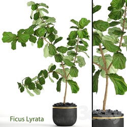 Plant The ficus is lyrate. 10 