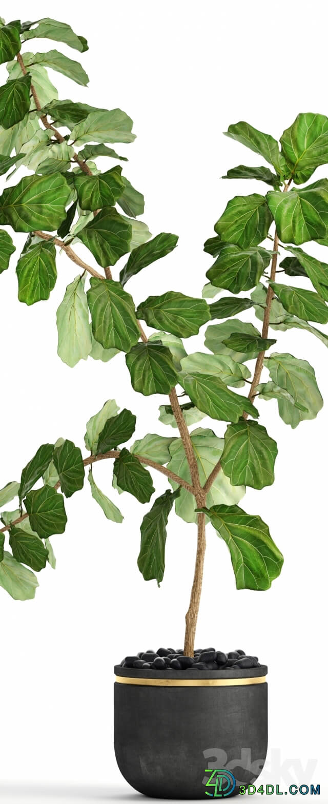 Plant The ficus is lyrate. 10