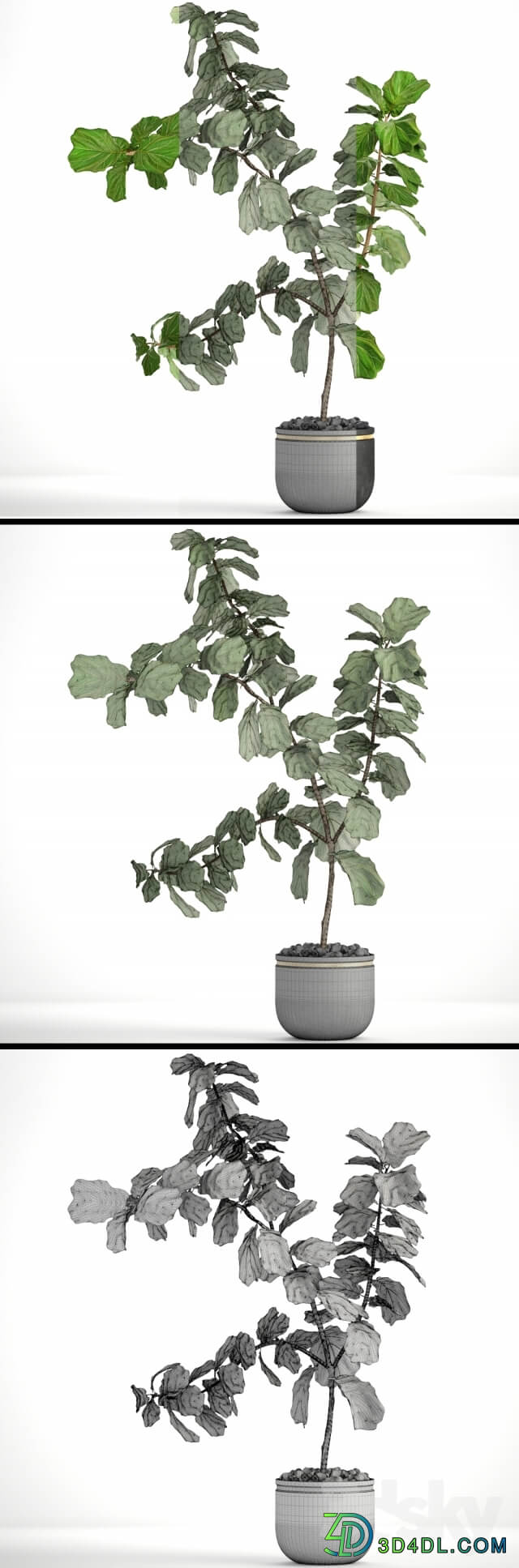 Plant The ficus is lyrate. 10