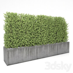 Boxwood hedge 3D Models 