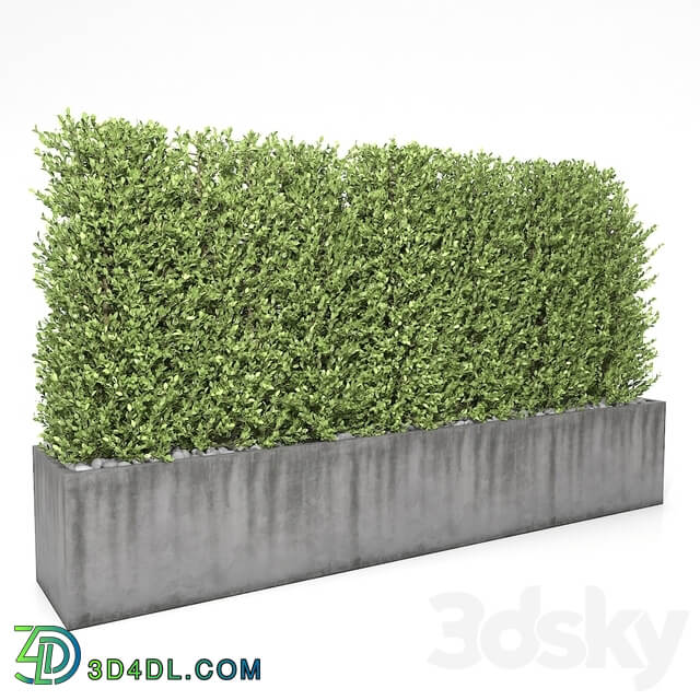 Boxwood hedge 3D Models