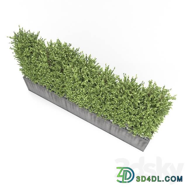 Boxwood hedge 3D Models