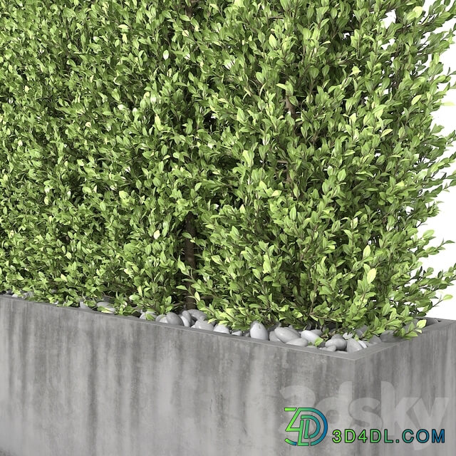 Boxwood hedge 3D Models