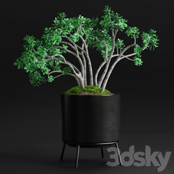 Plants and Planters 11 Jade Plant 3D Models 