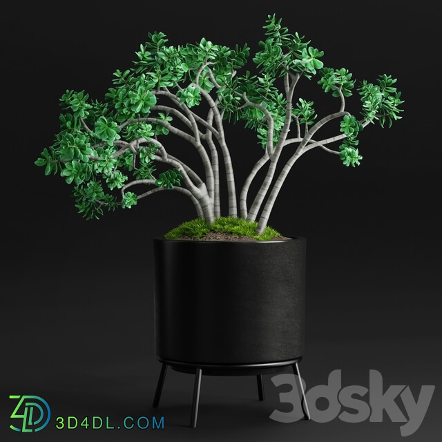 Plants and Planters 11 Jade Plant 3D Models