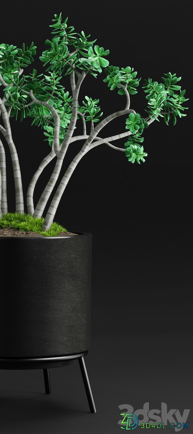 Plants and Planters 11 Jade Plant 3D Models