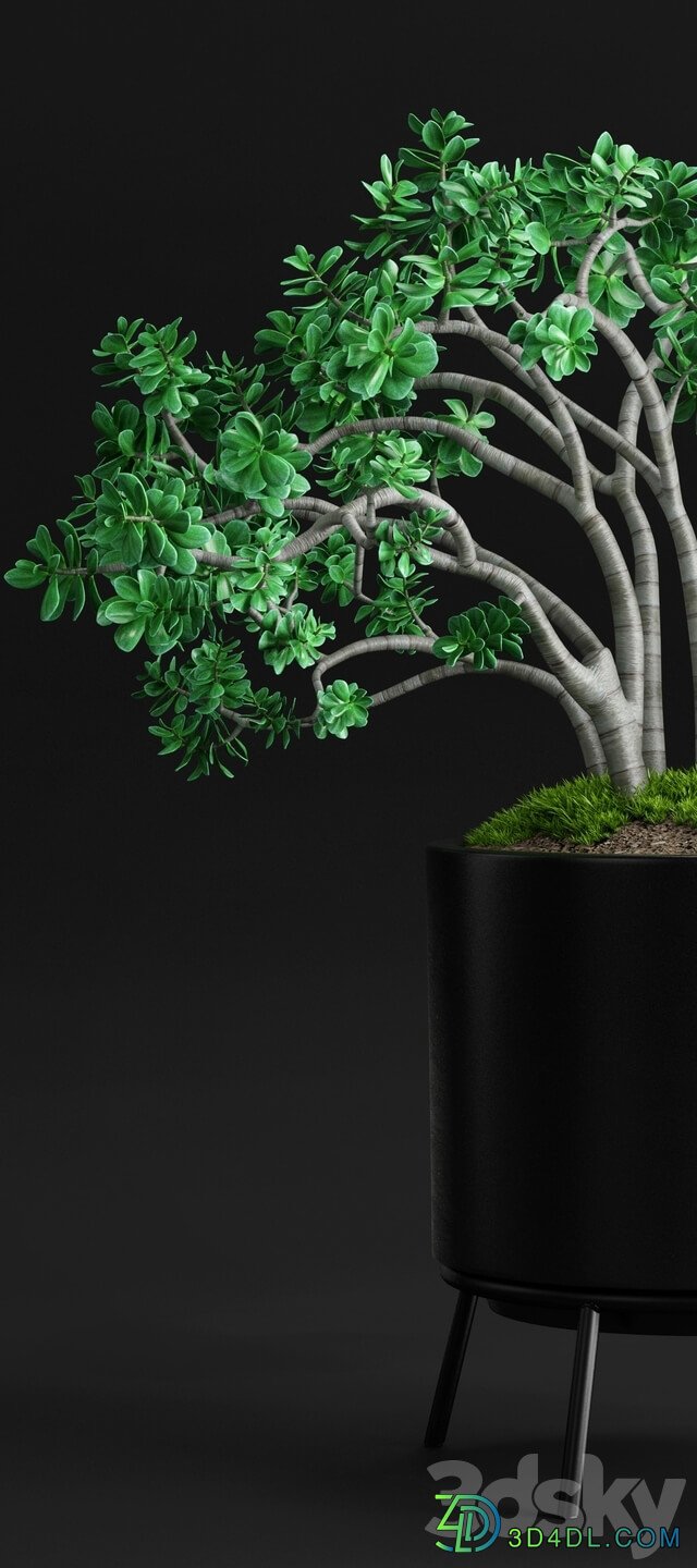 Plants and Planters 11 Jade Plant 3D Models