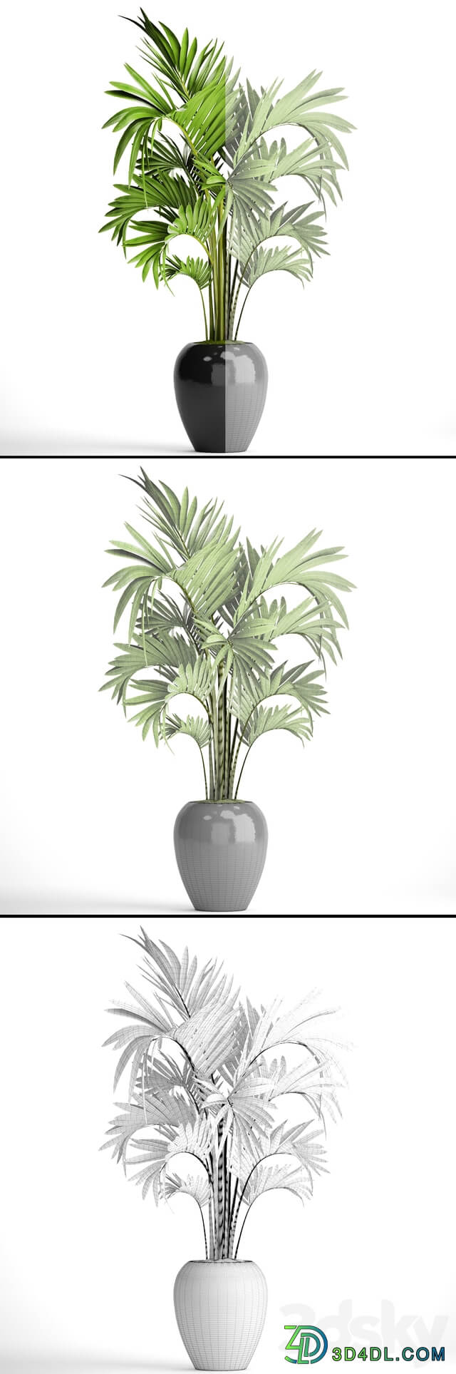 Howea decorative palm tree hovea pot flower black flowerpot interior 3D Models
