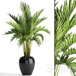 Howea forsteriana. decorative palm tree hovea pot flower black flowerpot interior 3D Models 