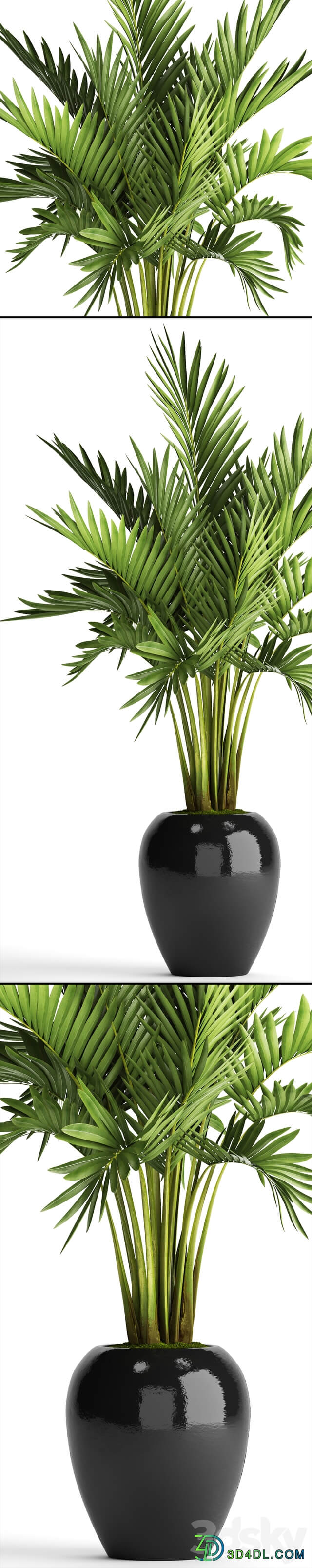 Howea forsteriana. decorative palm tree hovea pot flower black flowerpot interior 3D Models