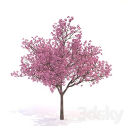 Cornus florida 03 3D Models 