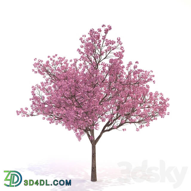 Cornus florida 03 3D Models