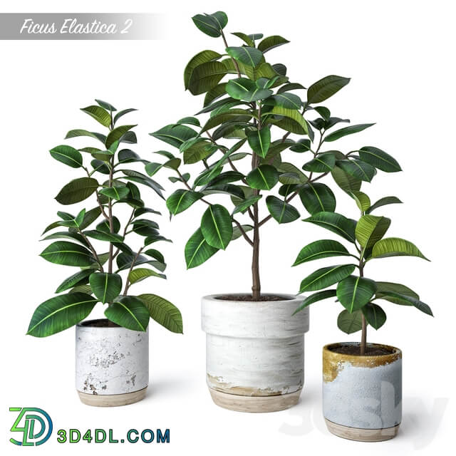 Ficus Elastica 2 3D Models