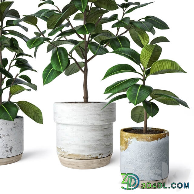 Ficus Elastica 2 3D Models