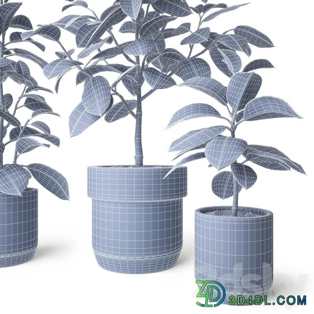 Ficus Elastica 2 3D Models