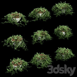 Ivy in pots for tables. 9 models 3D Models 