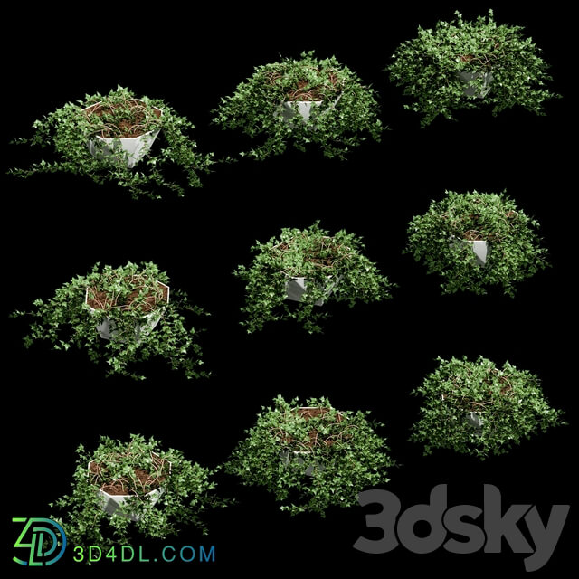 Ivy in pots for tables. 9 models 3D Models