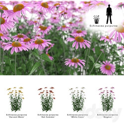 Echinacea purpurea bush Echinacea purpurea 3D Models 