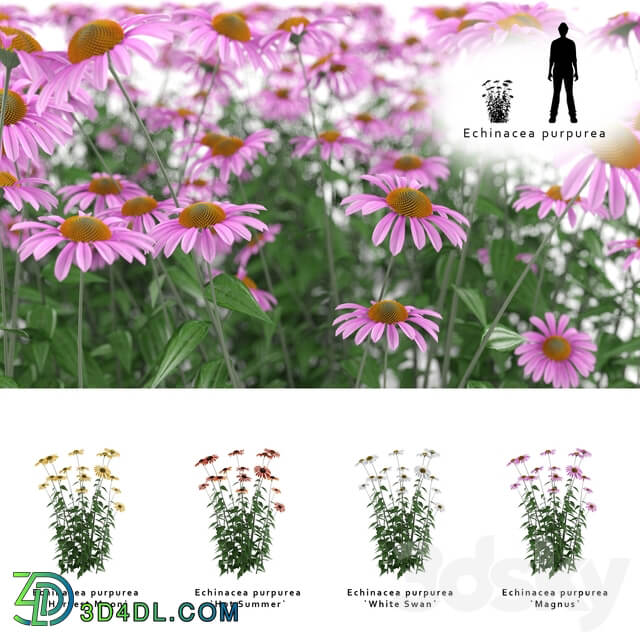 Echinacea purpurea bush Echinacea purpurea 3D Models