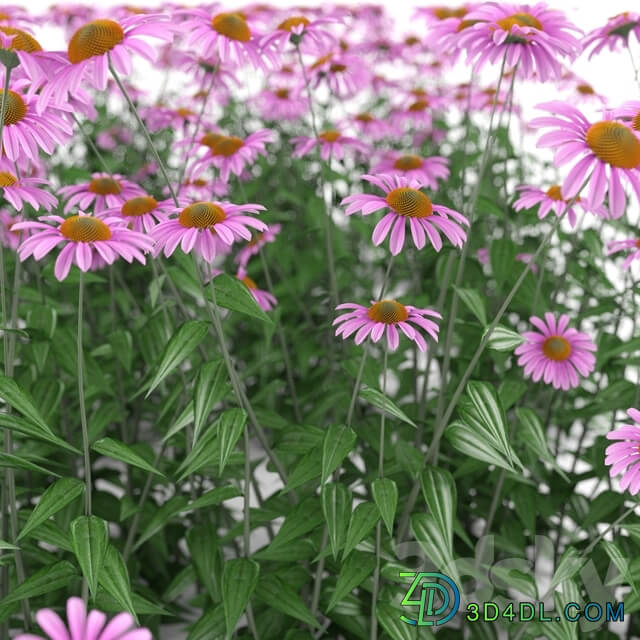 Echinacea purpurea bush Echinacea purpurea 3D Models