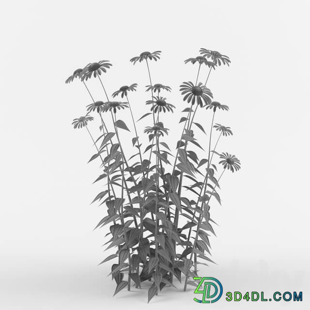 Echinacea purpurea bush Echinacea purpurea 3D Models