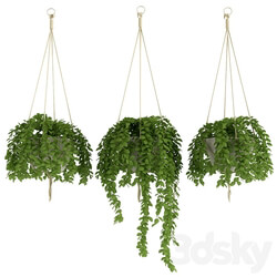 Plants Set 2 3D Models 