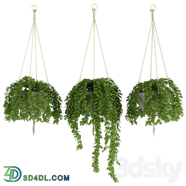 Plants Set 2 3D Models