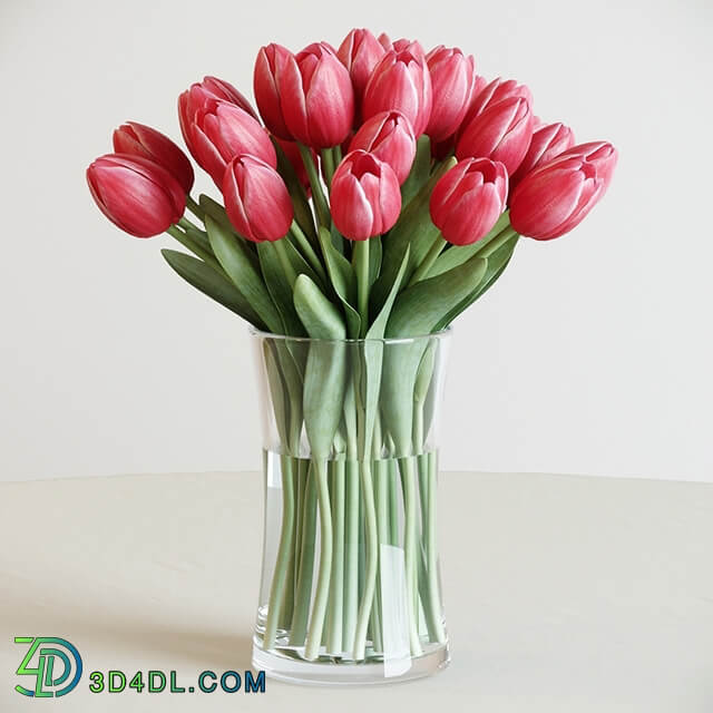 Tulip 3D Models