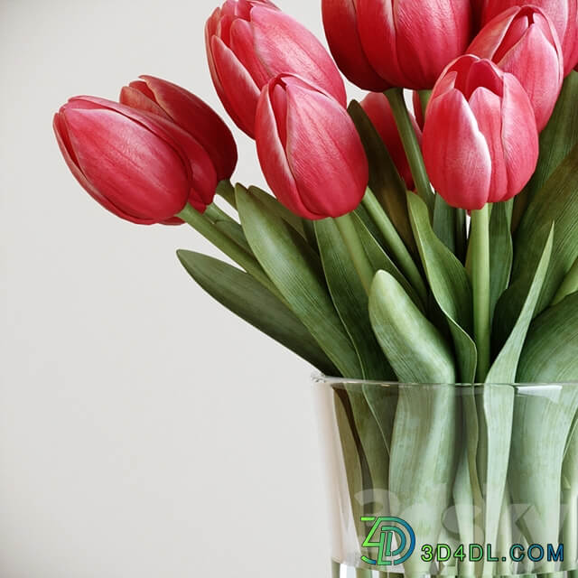 Tulip 3D Models