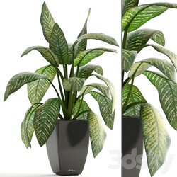 Dieffenbachia pot flowerpot interior plant bush 3D Models 