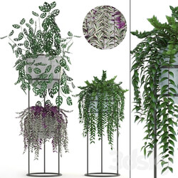 Collection of plants. Climbing plants shelf with flowers monstera Tradescantia indoor plants stand 3D Models 