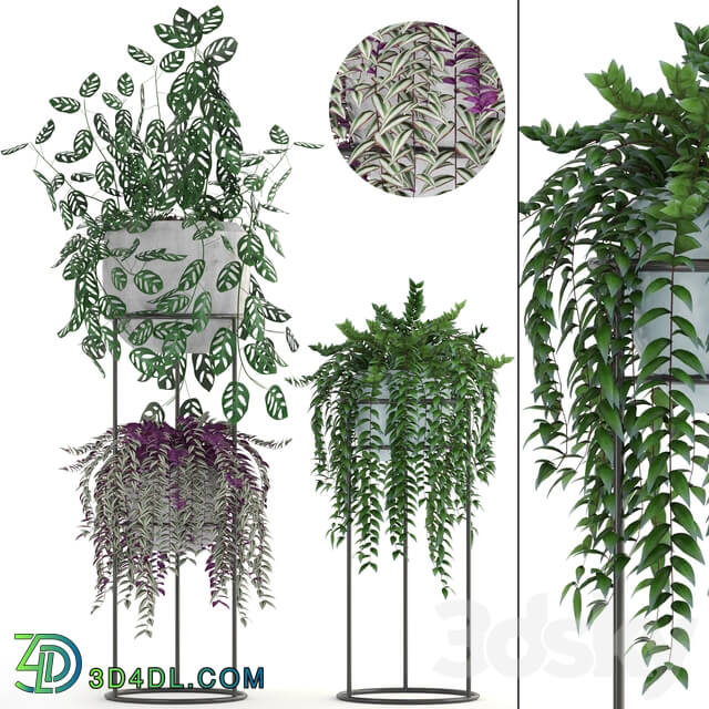 Collection of plants. Climbing plants shelf with flowers monstera Tradescantia indoor plants stand 3D Models