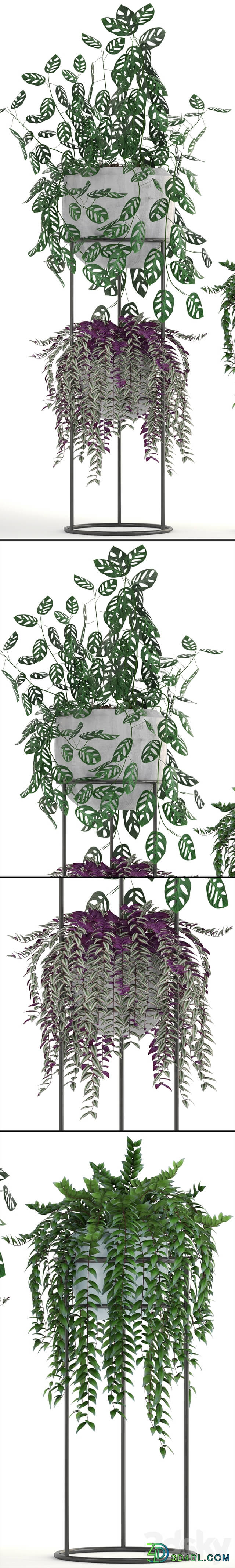 Collection of plants. Climbing plants shelf with flowers monstera Tradescantia indoor plants stand 3D Models