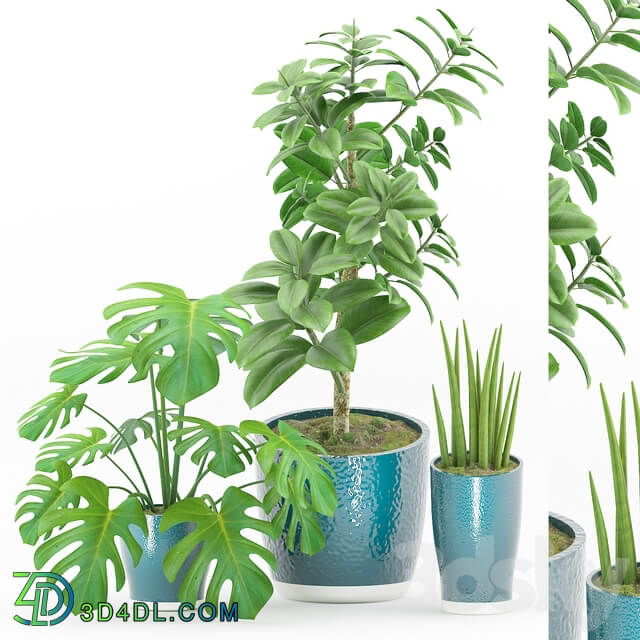 Plant 43 3D Models