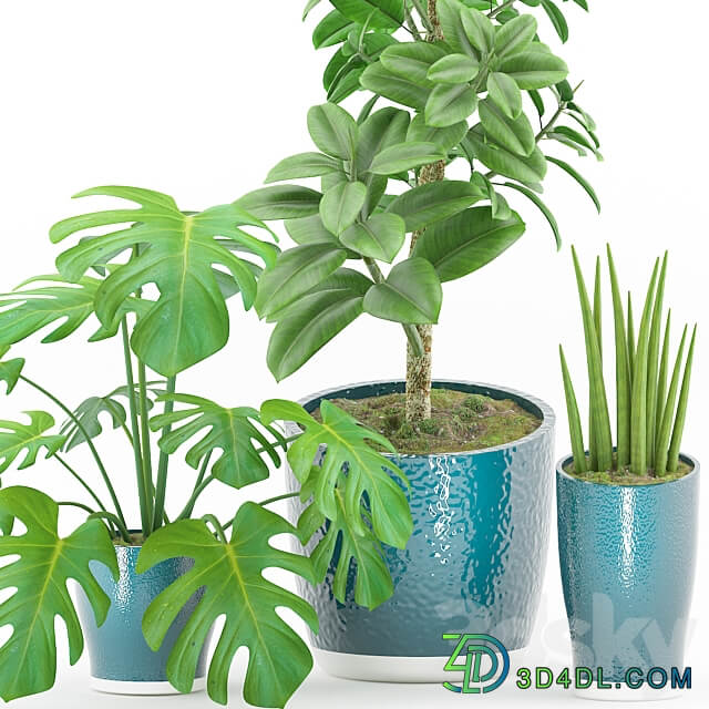 Plant 43 3D Models