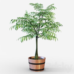 Houseplant 3D Models 