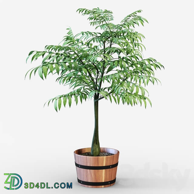 Houseplant 3D Models