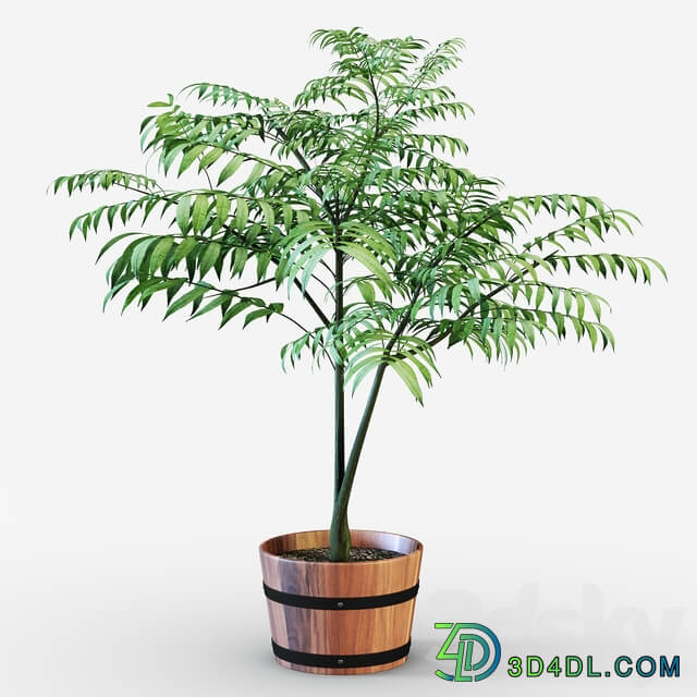 Houseplant 3D Models